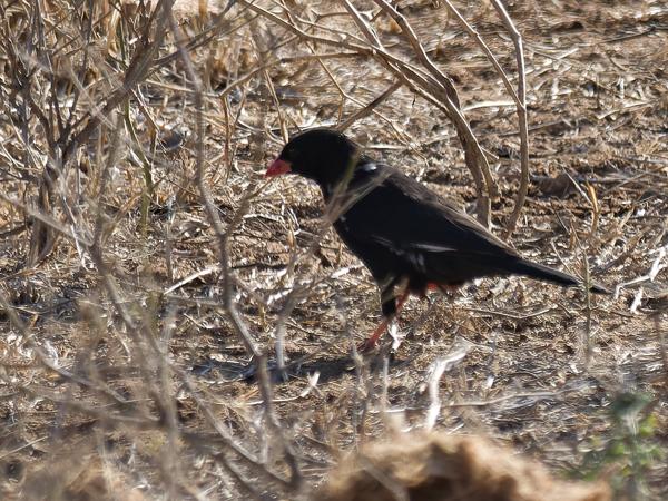 <h3><a href="/trips/safari/biota/animalia/chordata/aves/040 passeriformes/114 ploceidae/bubalornis niger/bubalornis niger-en.html">Bubalornis&nbsp;niger</a> / Red‑billed&nbsp;buffalo&nbsp;weaver / Roodsnavelbuffelwever</h3>OM-1 Mark II with OLYMPUS M.300mm F4.0, 1/2000 sec at F4.0, ISO 320, distance 23.9&nbsp;m